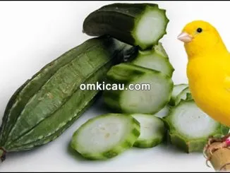 Oyong