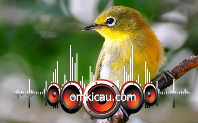 Suara masteran full tembakan untuk burung pleci