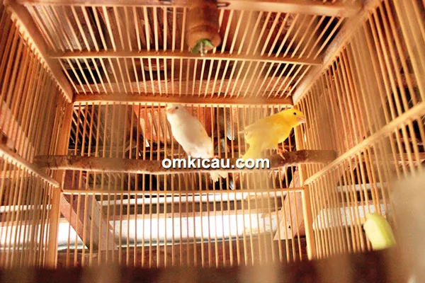 SOB Canary fokus cetak kenari standar kecil
