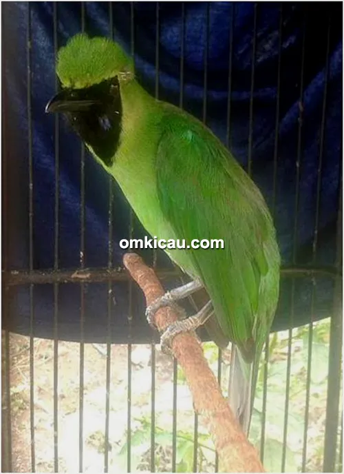 Cucak hijau Buto Ijo andalan Om Nunu