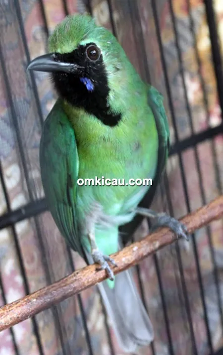 Cucak hijau Algojo