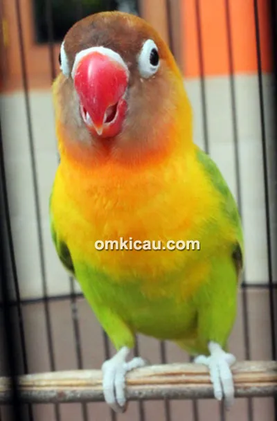Lovebird Zuviter