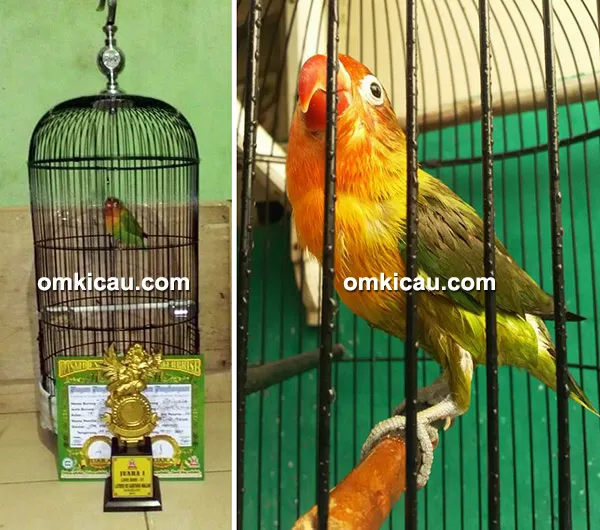 Lovebird Caissia milik Om Tole Arun