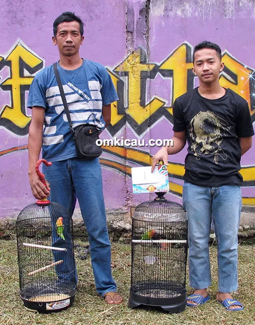 Latber Effentta Jambi-kelas lovebird