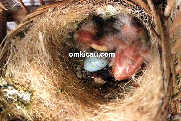 SOB Canary fokus cetak kenari standar kecil