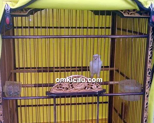Persiapan kenari Casper