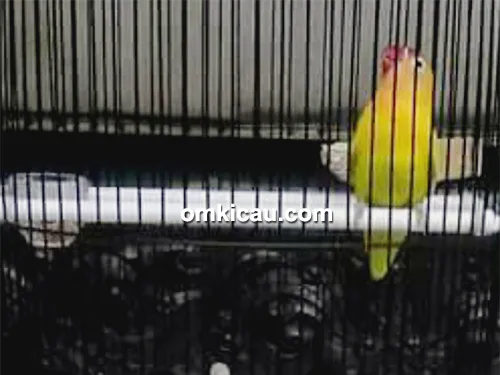 Lovebird Ratu Pengemis