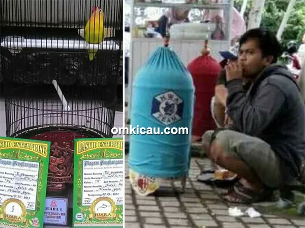 lovebird Ratu Pengemis