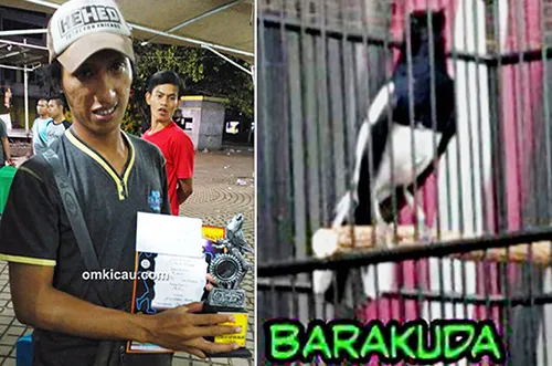 Om Ari, pemilik kacer Barakuda