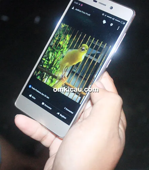 SOB Canary fokus cetak kenari standar kecil