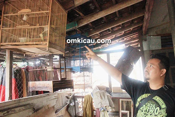 SOB Canary fokus cetak kenari standar kecil