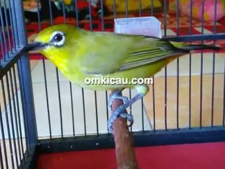Pleci GS (Grojogan 1000)