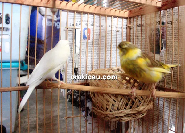 SOB Canary fokus cetak kenari standar kecil