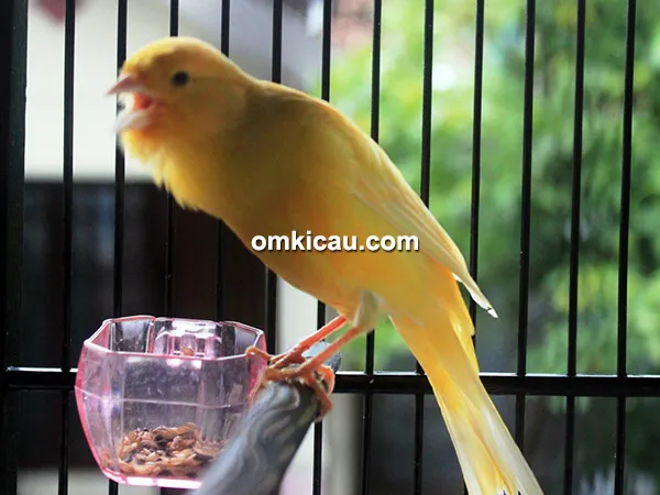 Kenari Raungan Singa