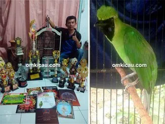 Feat Cucak Hijau Buto Ijo
