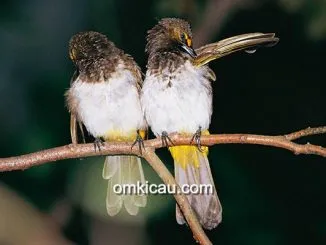 Burung sedang bersolek