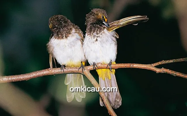 Burung sedang bersolek