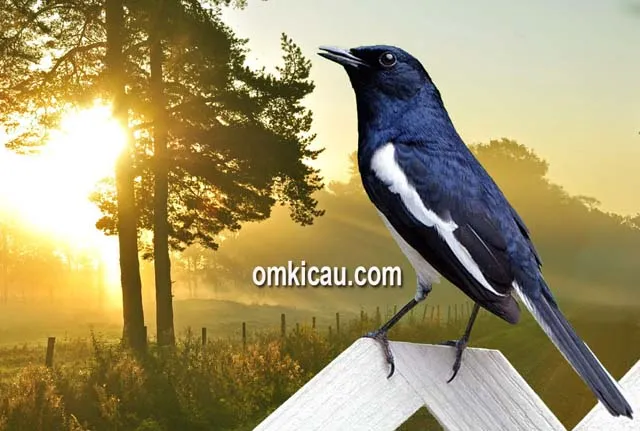 Manfaat pengembunan untuk membuat kacer tetap stabil