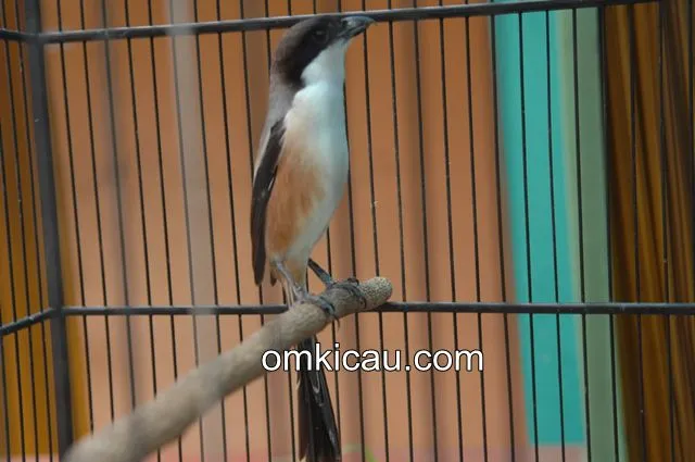Burung cendet dengan gaya nagennya yang khas