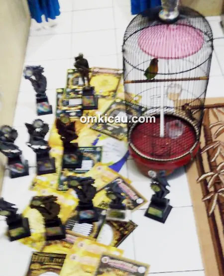 Tips orbitkan lovebird jawara