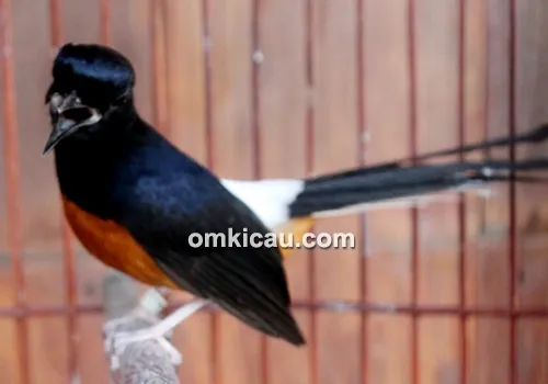 Breeding murai batu Bowo BF Citeureup