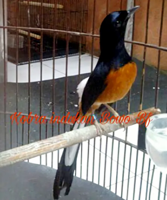 Breeding murai batu Bowo BF Citeureup