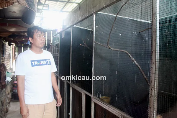 Breeding murai batu Bowo BF Citeureup
