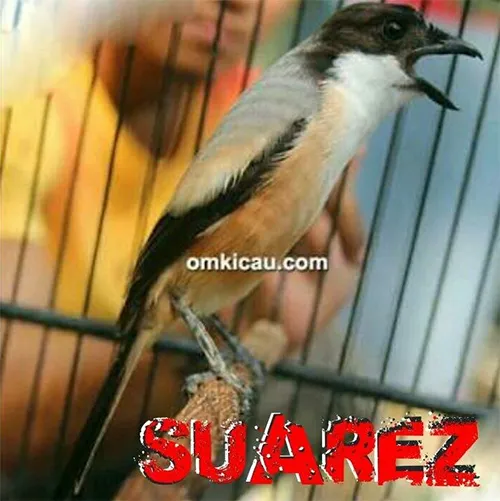 Pentet Suarez