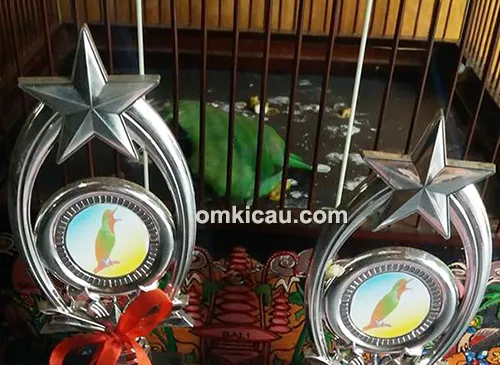 Cucak hijau Babal