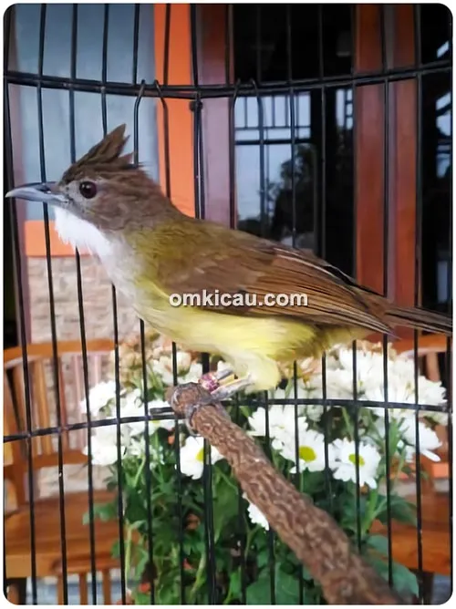 Cucak jenggot Nadidie