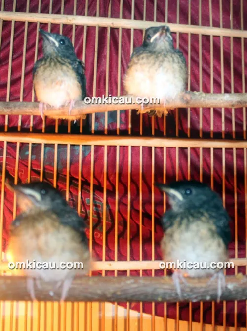 Breeding murai batu Sufi BF Jakarta