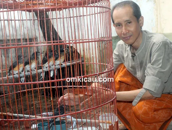 Breeding murai batu Sufi BF Jakarta