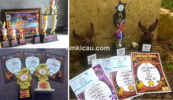 Murai batu Cassanova