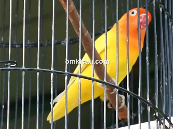 Lovebird Si Kuning