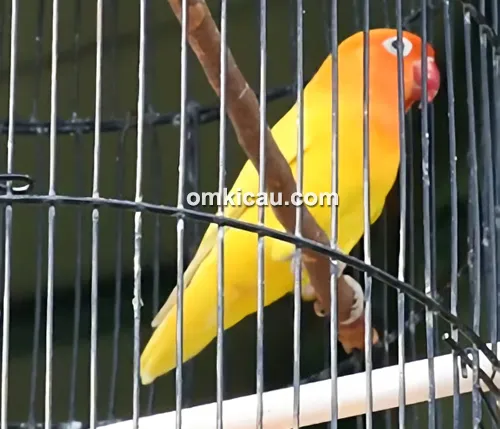 Lovebird Si Kuning