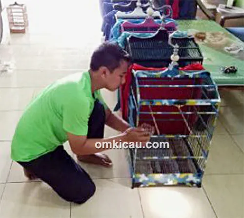 Om Dendy dan kenari Red Chilli