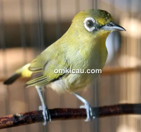 Pleci Stroom Boy