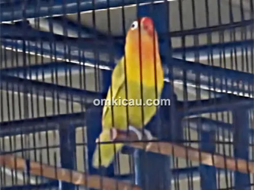 Lovebird New Depe