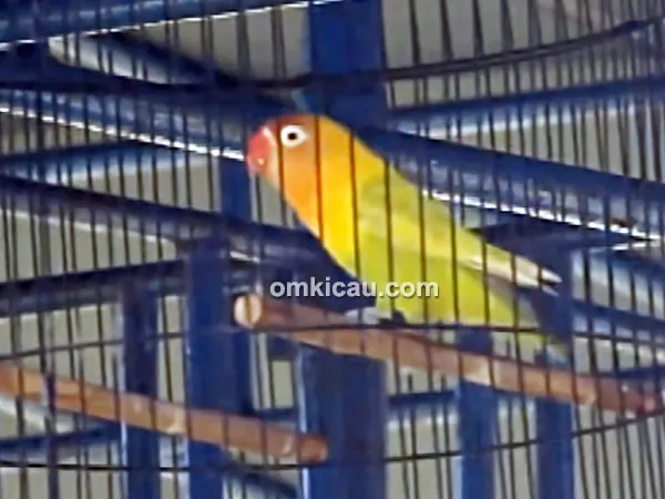 Lovebird New Depe