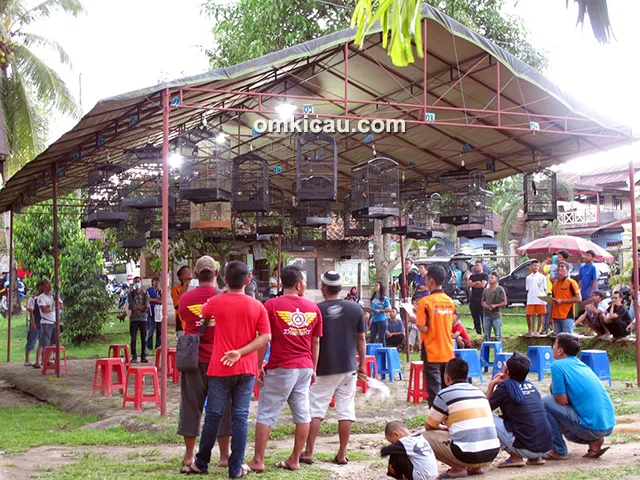 Latihan Spesial Kobar Sakti Bird Jambi
