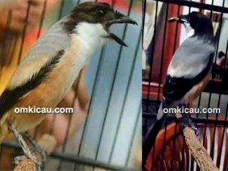 Feat Cendet Suarez Misteri