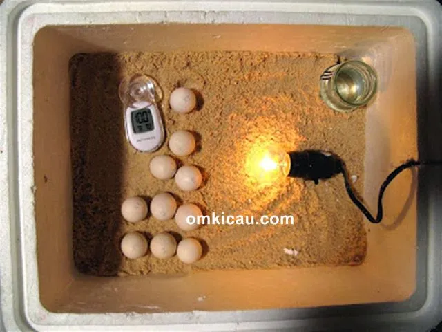 Cara paling sederhana membuat alat tetas telur