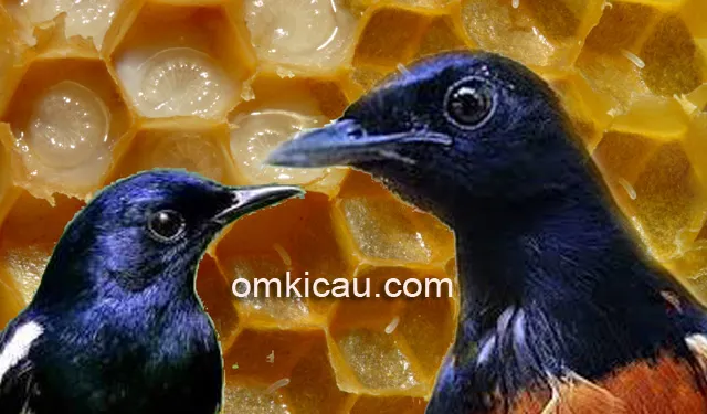 Manfaat larva lebah untuk burung kicauan