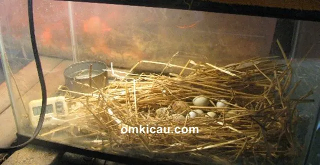 Membuat alat tetas telur dalam kondisi darurat