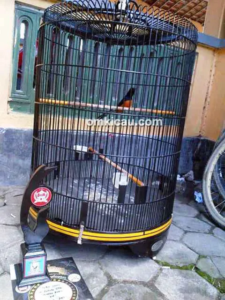 Murai batu Cassanova