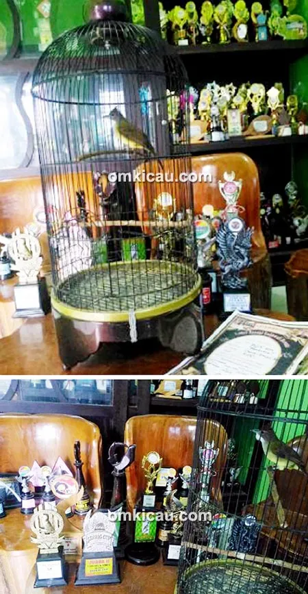 Cucak jenggot Nadidie