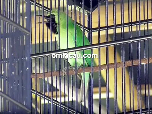 Cucak hijau Grojokan Sewu