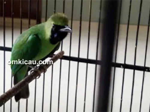 Cucak hijau Special One