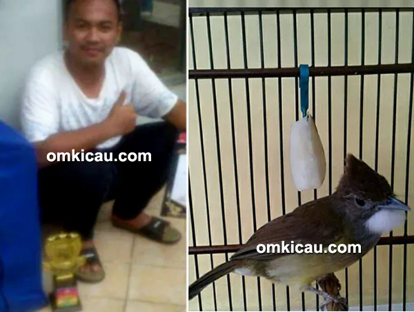 Cucak jenggot New Kunti milik Om Iyang Linun
