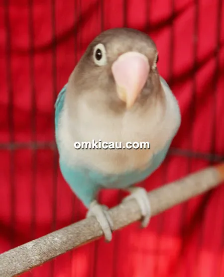 Lovebird Raisa